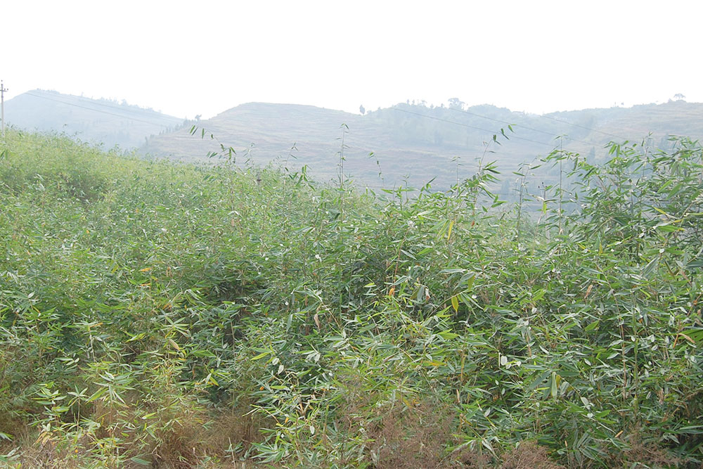 竹材育苗基地